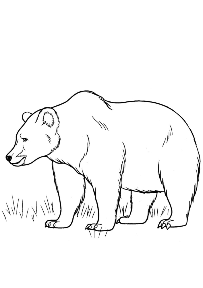 Медведь на поляне